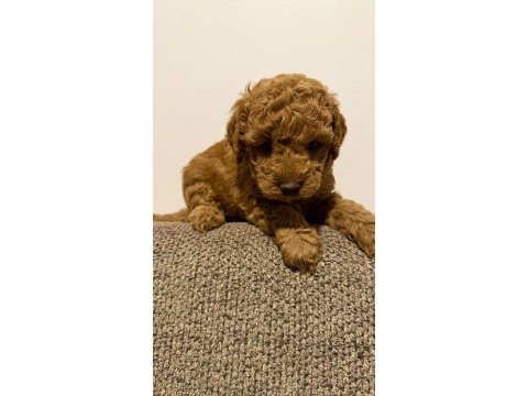 Sevgi dolu poodle yuvalarını arıyorlar