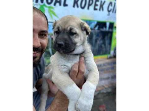 Boz aslan köpeğimiz