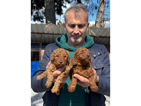 Çok tatlı toy poodle yavrularımız