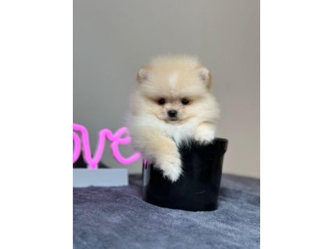 Orjinal pomeranian bebeğimiz