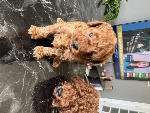 Güzel poodle yavrularımız yeni ailelerine kavuşmak istiyor