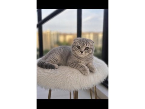 Mama karşılığı saf kan scottish fold dişi