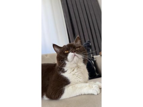 Aktif yetişkin erkek british shorthair