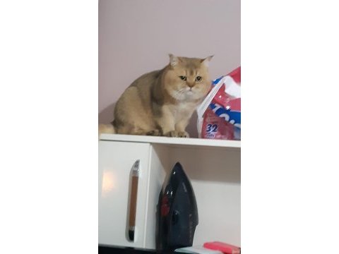 Orjinal safkan golden black british shorthair baskın erkek