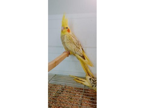 Sultan papağanı yavru süper kondisyonda