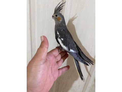 54 günlük kusursuz grey bebek sultan papağanı