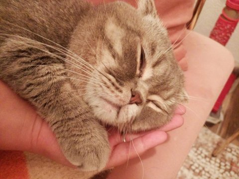 Scottish fold simba için maalesef yeni yuva arıyoruz