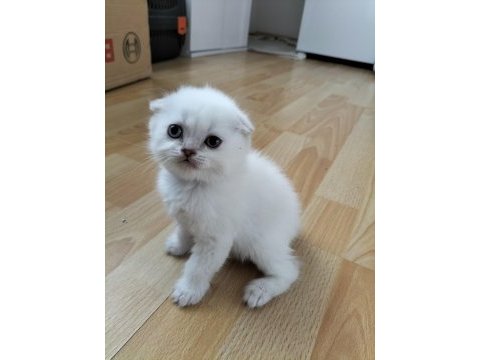 Scottish fold oyun canavarları yeni yuvalarını arıyor