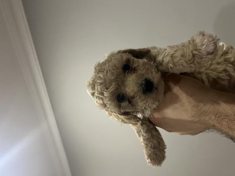 Toy poodle yavrular