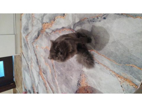 British longhair 1 yaşında