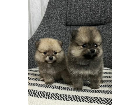 Yılbaşı şekerleri pomeranian kızlar (uygun)