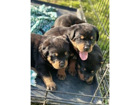 Türkiyenin göz bebeği diana rottweiler bebekleri