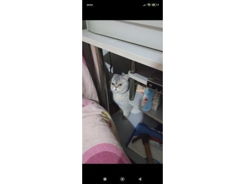 Ücretsiz kediler açıklamayı okumadan yazmayın lütfen