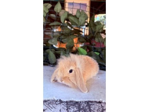 Orjinal hollanda teddy lop tavşanı
