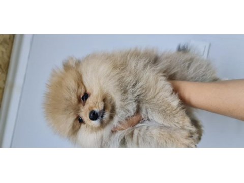 Pomeranian yetişkin ve bebekler sahiplendirilecektir