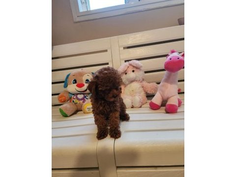 Orjinal kore kanı taşıyan erkek poodle yavrusu