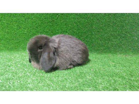 Mini lop tavşanı