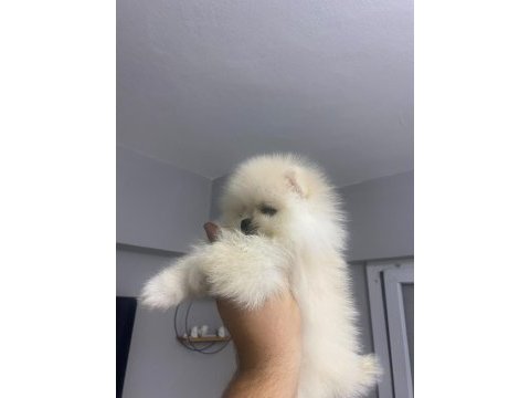 Pomeranian boo erkek
