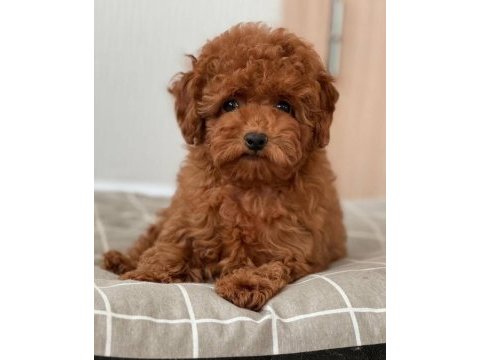 Toy poodle yavrular