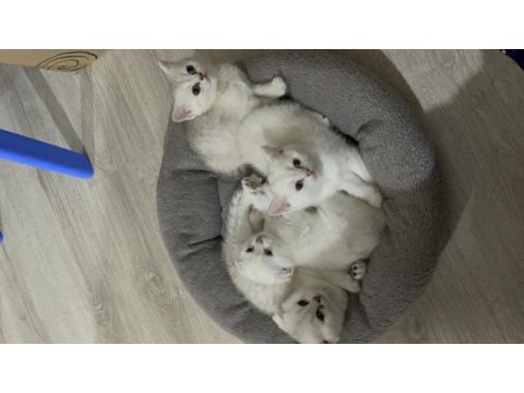 2 dişi ve 2 erkek ballı lokma yavru kediler
