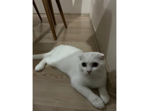 Scottish fold yavru kedimi sahiplendiriyorum