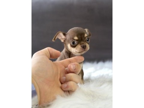 Elma kafa disi erkek chihuahua bebeklerimiz