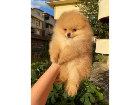 Orijinal ayı surat pomeranian boo