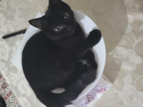 Siyah van kedisi erkeği
