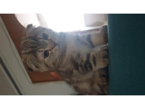 Yavrular yeni sahiplerini bekliyor scottish fold