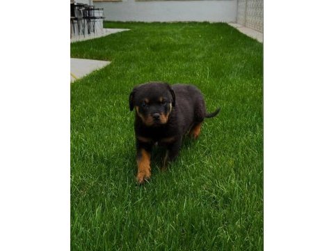 Macar rottweiler erkek ve dişi yavrular