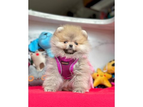 Sevimli pomeranian boo yavrularımız