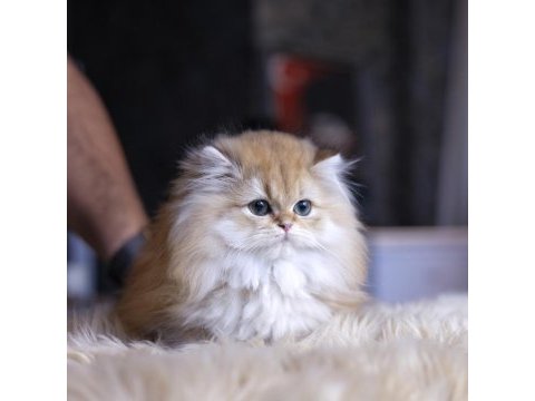 British longhair afrodit yuvasını arıyor