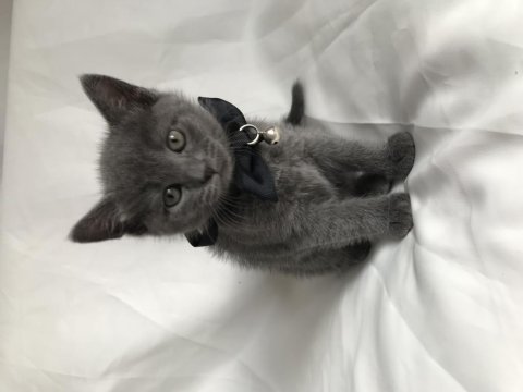 British shorthair yavru
