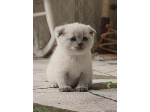 2 adet scottish fold yavrumuz yeni yuvasına hazır