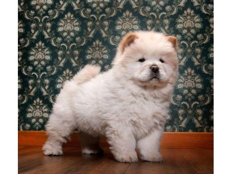 Pofuduk chow chow yavrularımız