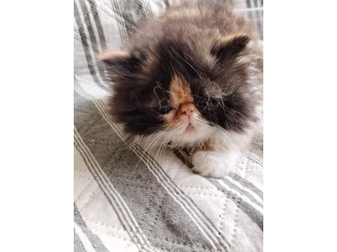Cfa kayıtlı anne ve baba yavru exotic