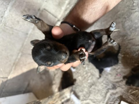 11 temmuz doğumlu harika bir genetiğe sahip dobermann