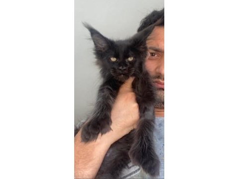 Polydactly 6666 xxxl jaguar erkek maine coon