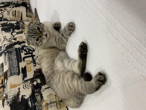 Scottish fold kedimize güzel bir yuva arıyoruz