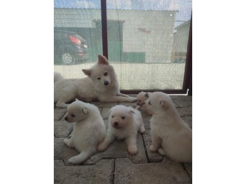 Pomeranian spitz köpeğimiz