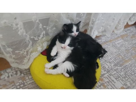 Tekli veya çoklu kedileri sahiplendirme ücretsiz
