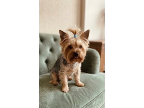 10 aylık erkek küçük boy büyümeyen köpeğimiz
