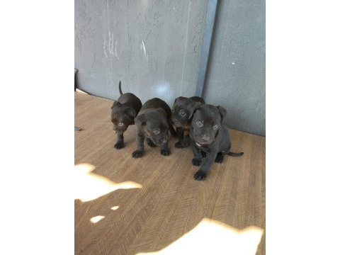 Cane corso yavrularımız 