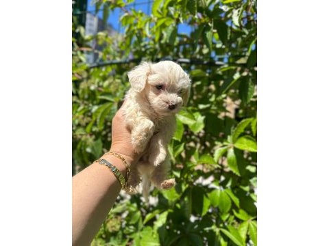 Maltipoo yavrum 55 günlük