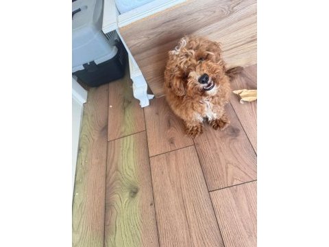 4 aylık poodle yavrum