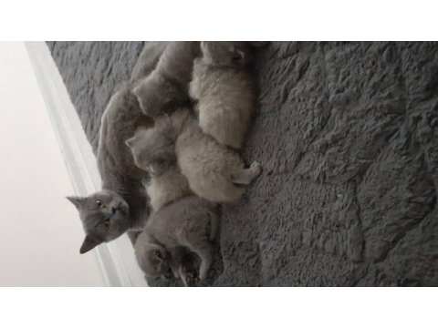 3 yaşında kısır british shorthair