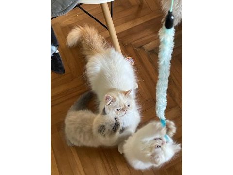Saf kanlı red point himalayan kedisi