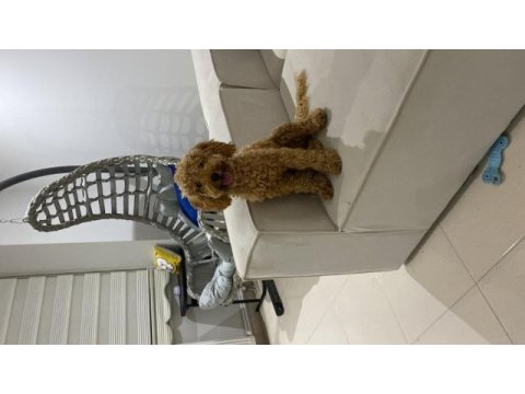 8 aylık toy poodle dişi sahiplendirme