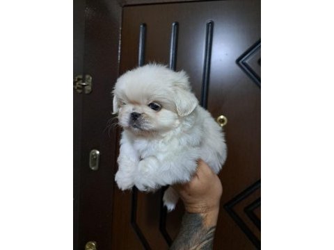 Pekinez köpeğimizi sahiplendirme