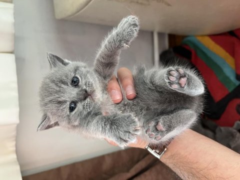 British shorthair 2 aylık kedimiz
